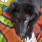 aqui de joven cachorro.....